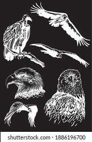 Vector hand-drawn set of wild birds on black background, engraved illustration