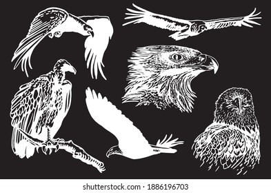 Vector hand-drawn set of wild birds on black background, engraved illustration