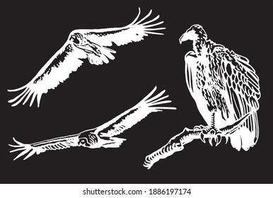 Vector hand-drawn set of wild birds on black background, engraved illustration