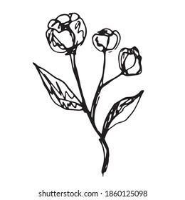 vector hand-drawn sketch of branch with flowers. Doodle icon, sticker, print. isolated on a white background. 