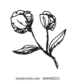 vector hand-drawn sketch of branch with flowers. Doodle icon, sticker, print. isolated on a white background. 