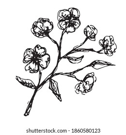 Vektor handgezeichnet Skizze von Ast mit Blumen. Doodle-Symbol, Aufkleber, Druck. einzeln auf weißem Hintergrund. 