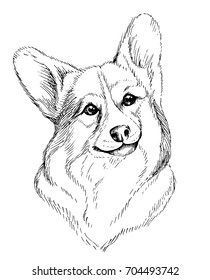 Vector hand-drawn sketch portrait of welsh corgi pembroke . Hand drawn domestic pet dog illustration isolated on white background