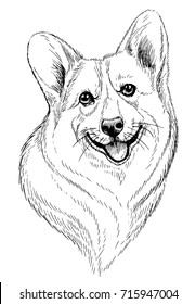 Vector hand-drawn sketch portrait of welsh corgi pembroke . Hand drawn domestic pet dog illustration isolated on white background