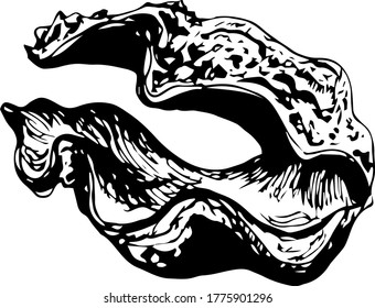 Vector hand-drawn sketch of a shell. Black and white concept to icons, branding, logos and ect.