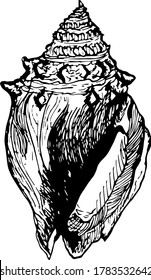Vector hand-drawn sketch of a shell. Black and white concept to icons, branding, logos and ect.
