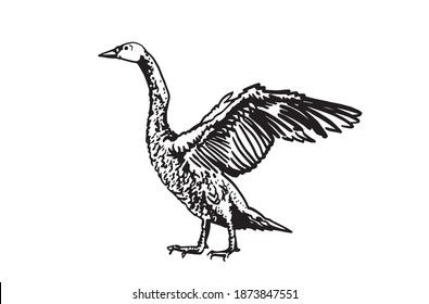 Cisne de cisne con forma de vectores aislada en blanco, ilustración