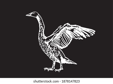 Vector hand-drawn swan isolated on black, engraved illustration