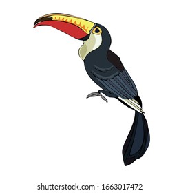 Vector hand-drawn toucan. Hand drawing coloring book for children and adults. Beautiful drawings. art print for travel and holiday, fashion, spa and wellness, wedding and events