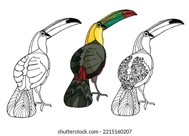 Vector hand-drawn toucan. Hand drawing coloring book for children and adults. Beautiful drawings.