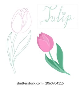 Vector hand-drawn tulip lettering illustration. Two hand-drawn tulips. Tulip in a flat style and with lines. Flowers on white background