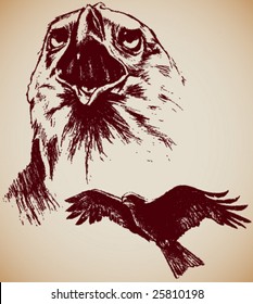 Vector Hand-drawn, two grungy Eagles.