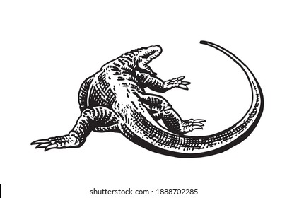 Vector hand-drawn varan isolated on white background,lizard,illustration