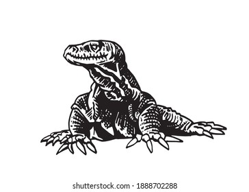 Vector hand-drawn varan isolated on white background,lizard,illustration