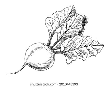 Vector hand-drawn vegetable Illustration. Detailed retro style  beetroot sketch. Vintage sketch element for labels, packaging and cards design.