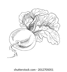 Vector hand-drawn vegetable Illustration. Detailed retro style  turnip sketch. Vintage sketch element for labels, packaging and cards design.