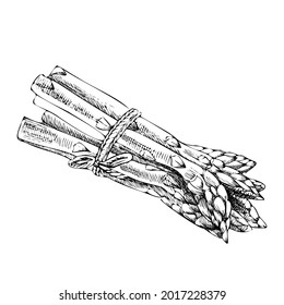 Vector hand-drawn vegetable Illustration. Detailed retro style  asparagus  sketch. Vintage sketch element for labels, packaging and cards design.