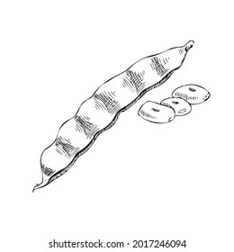 Vector hand-drawn vegetable Illustration. Detailed retro style  beans  sketch. Vintage sketch element for labels, packaging and cards design.