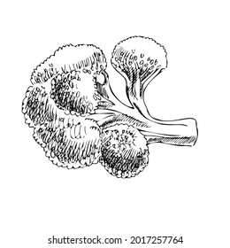 Vector hand-drawn vegetable Illustration. Detailed retro style  brocoli  sketch. Vintage sketch element for labels, packaging and cards design.