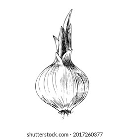 Vector hand-drawn vegetable Illustration. Detailed retro style  onion  sketch. Vintage sketch element for labels, packaging and cards design.