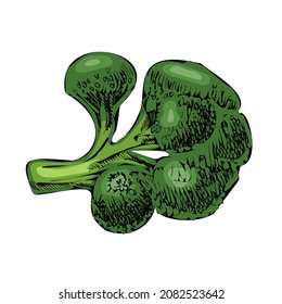 Vector hand-drawn vegetable Illustration. Detailed retro style  brocoli  sketch. Vintage sketch element for labels, packaging and cards design.