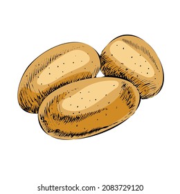 Vector hand-drawn vegetable Illustration. Detailed retro style  potatoes  sketch. Vintage sketch element for labels, packaging and cards design.
