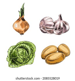 Vector hand-drawn vegetable illustration. Vintage style. Retro food menu. Vintage sketch. Onion, garlic, cabbage, potatoes.