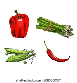 Vector hand-drawn vegetable illustration. Vintage style. Retro food menu. Vintage sketch. Asparagus, chili pepper, green pea, bell pepper.