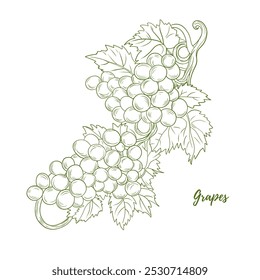 Rama de uva de vid dibujada a mano de Vector con uvas y hojas ilustración de arte lineal, línea gráfica. Uvas colgando rama. Uvas de vid. Ideal para cualquier diseño, textil, arte, paredes, paquete
