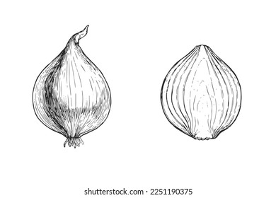 Vector hand-drawn vintage illustration of full and half onion bulb in engraving style. Sketch of fresh vegetable isolated on white.