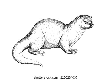 Vector hand-drawn vintage illustration of otter in engraving style. Sketch of animal isolated on white.
