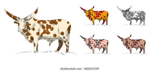 Vector hand-drawn Watussi bull that lives in Africa in several colors symbol of the New Year in 2021 - Shutterstock ID 1832157199