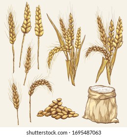 Vector hand-drawn wheat ears
Drawing of a bunch of grain ears. Cereal illustration in vintage style.
wheat grain,granule, kernel,corn,rye,barley,oats,pic,buckwheat,grass,bran