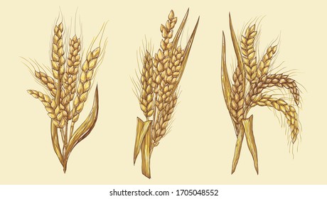 Vector hand-drawn wheat ears
Drawing of a bunch of grain ears. Cereal illustration in vintage style.
wheat grain,granule, kernel,corn,rye,barley,oats,pic,buckwheat,grass,bran