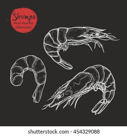 Vector handmade sketch of marine shrimp isolated on dark background. Linear seafood silhouettes in vintage style