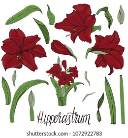 Vector handpainted Amaryllis (Hipperastrum) flowers. Illustration isolated set on white background