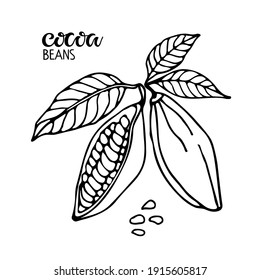 Vector handwritten Cocoa beans lettering and Cocoa beans with leaves sketch on white background. Doodle Outline illustration for cafe, shop, menu. Organic food sketch. For label, logo, emblem, symbol.