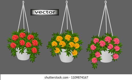 Vector. Hanging pots with cascading begonias Terry rose-like hanging flowers, flower pots, decorations hanging on the balcony of the veranda in the room in the house. Flowers for the interior.