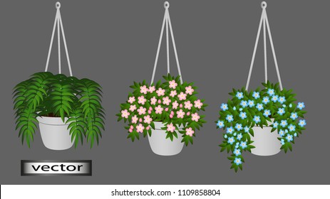 Vector. Hanging pots with cascading hanging flowers, flower pots, decorations hanging on the balcony of the veranda in the room, in the house. Flowers for the interior. Illustrations in 3D