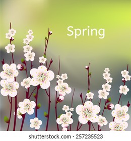 Vector happy easter card, wedding invitation template with an image of spring blossoming apricot  branches with a lot of flowers