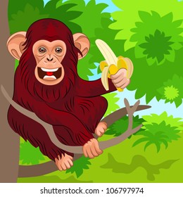 vector happy red monkey chimp in the jungle with banana