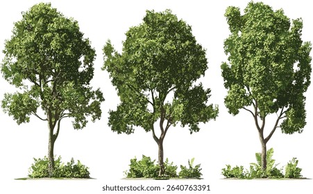 Vector Hardwood trees grow set, transparent backgrounds, nature trees, forest illustration, plant growth, eco friendly, wood design, green trees, environmental art, tree graphics