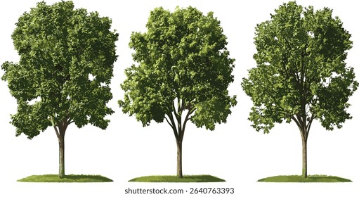 Vector Hardwood trees set, transparent, forest illustration, nature background, plant growth, tree graphics, eco friendly design, green trees, nature artwork, wood texture