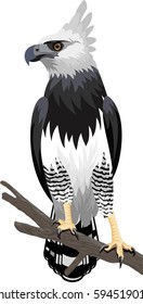 vector Harpy Eagle 