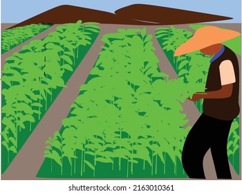 kale de recolección de vectores en el jardín que se venderá en el mercado para aumentar los medios de vida en la fresca atmósfera de montaña