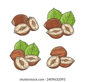 Vector hazelnut hand-drawn colorful illustrations. Hazelnut kernels, shells and leaves