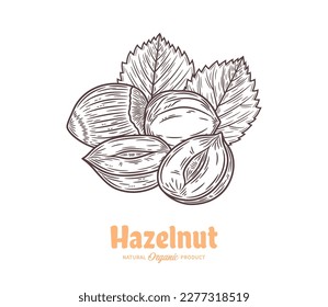 Vector hazelnut hand-drawn illustration, hazelnut seeds, shell and leaves