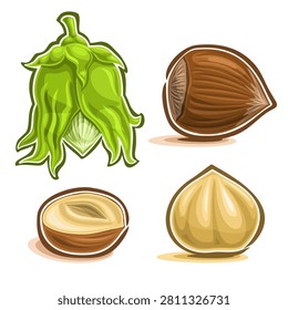 Vector Hazelnut Nuts Set, immature filbert or hazel in green shell and leaves, cobnut or hazelnut nuts in brown nutshell and peeled fruit cut out on white background