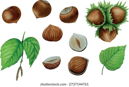 Vector hazelnut plant. White background. For your design