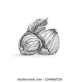 Vector hazelnuts on a white background. Hazelnut hand illustration. Walnut pattern